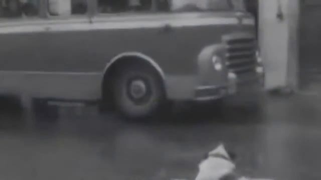 Самые преданные собаки в мире! Собаки верные друзья  Топ самых преданных  животные, существа, пород