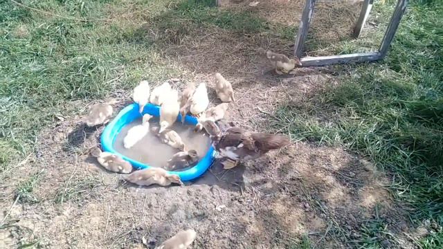 Индоутки смотреть онлайн