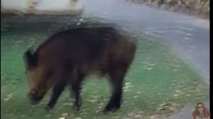 Как резвятся маленькие кабанята  Молодые кабаны задирают взрослых