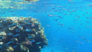 Music of the red sea