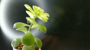 Эониум (Aeonium)
