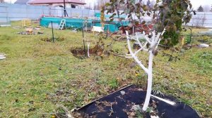 Что сажаем на участке