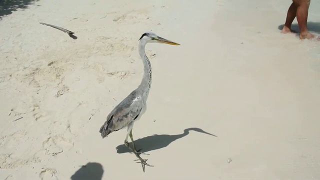 Мальдивы. Цапля Отто и Акулы смотреть онлайн