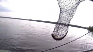 Рыбалка на поплавок (Часть 2). Рубское озеро Ивановская область.