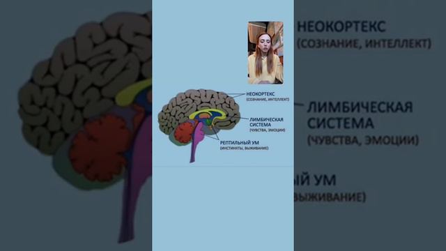 Когнитивные функции мозга.