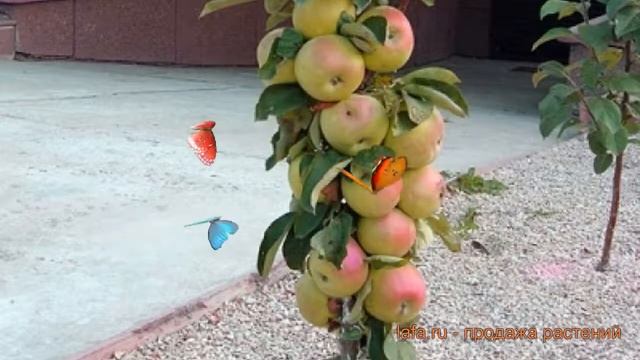 Яблоня колоновидная Поэзия (malus) ? яблоня Поэзия обзор: как сажать саженцы яблони Поэзия смотреть онлайн
