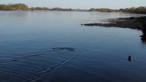 1 Vitality FT007 RC Racing Boat