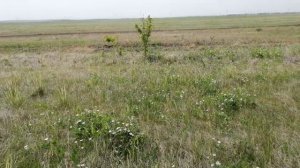 Коп металлолома!!! с XP-ORX!!!