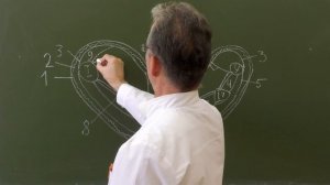 Фасциальные ложа и клетчаточные пространства кисти (правая кисть, поперечный разрез)