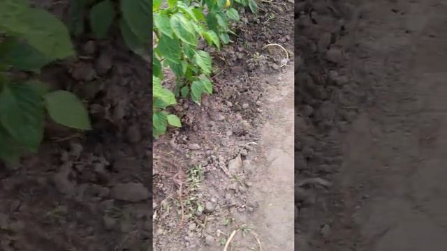 Сравнение сортов перца Геркулес F1, Редкан F1, Любовь F1, Хаски F1 и другие на 23 июля 2020 года. смотреть онлайн