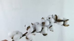 Сухие цветы  хлопок, 10 цветов, искусственные растения, декор для дома. Купить: