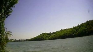 крупный толстолобик   big fish