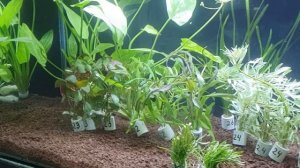 Распаковка 100 аквариумных растений