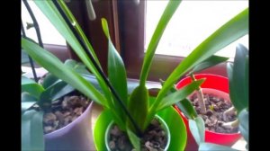 Орхидея камбрия,основные принципы ухода