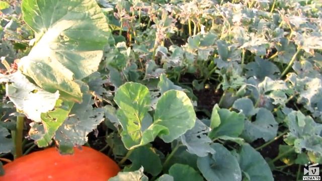 Гигантская тыква в огороде (обзор 30.07.2019) смотреть онлайн