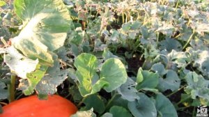 Гигантская тыква в огороде (обзор 30.07.2019)