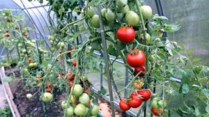 Как ускорить дозревание зеленых помидоров в домашних условиях