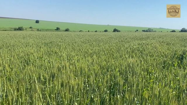 ПХ Лазаревское - Новое зернохранилище смотреть онлайн