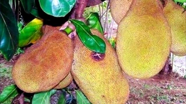 Самое СЛАДКОЕ растение