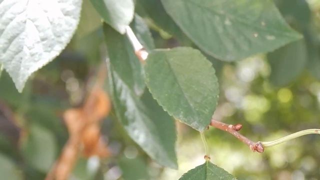 Nikon Coolpix L830 Видеосъёмка камерой смотреть онлайн