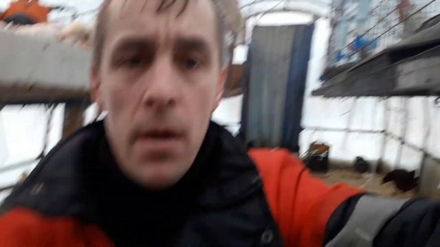 УКРАИНСКАЯ УТКА ИНКУБАЦИОННОЕ ЯЙЦО И УТЯТА. смотреть онлайн