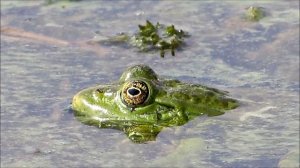 ЛЯГУШКА КВАКУШКА