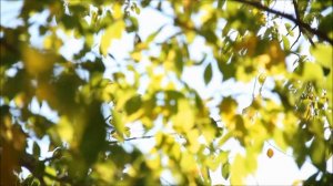 Все люди живут, как цветы цветут!