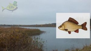 Как успешно ловить жирного карася в ноябре? Секреты опытных по  ловле карася в ноябре!