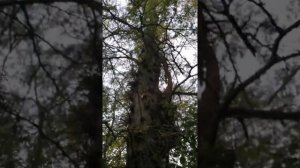Гледичия трёхколючковая (Gleditsia triacanthos) имеет колючки только до определённой высоты