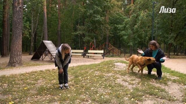 Дрессировка собак: команда "дай лапу" и еще 4 простые команды смотреть онлайн