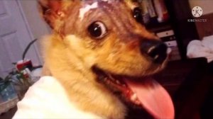 Щенка «сварили» в кипятке и скинули с 4 этажа! Никто не надеялся, что малыш выживет…