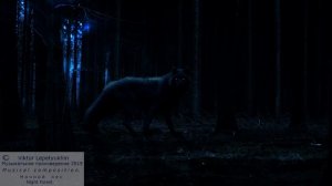 В стиле блюз Ночной лес Night forest In the style of blues