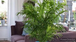 Растения которые поглощают влажность в доме.....