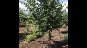 Липа крупнолистная