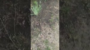 как из желудя вырастить дубок. самый простой способ!