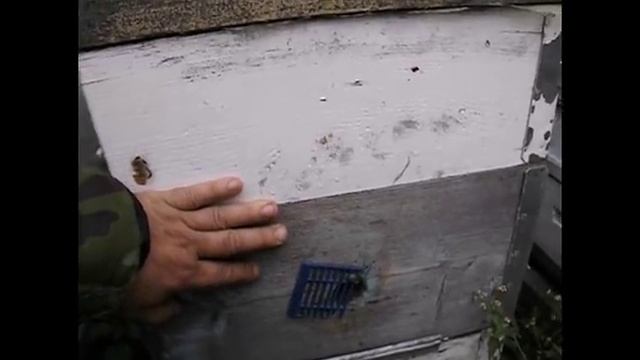 если мало корма для зимовки в семье пчел, что делать ? - семья бакфаст линии А98 в октябре - часть смотреть онлайн