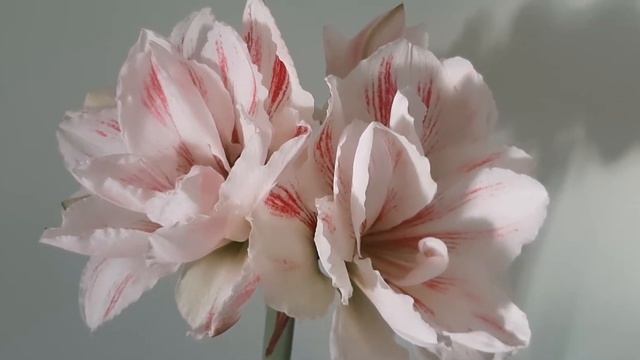 Amaryllis (Hippeastrum)!AQUARO ! смотреть онлайн