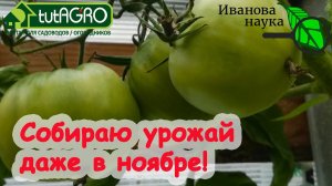 КАК ВЫРАЩИВАТЬ ТОМАТЫ и ПЕРЦЫ В ТЕПЛИЦЕ ДО НОЯБРЯ. А, главное, зачем? Гораздо больше урожай томатов!