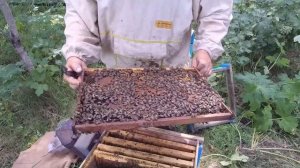 Начинающий пчеловод. Заселяем ульи