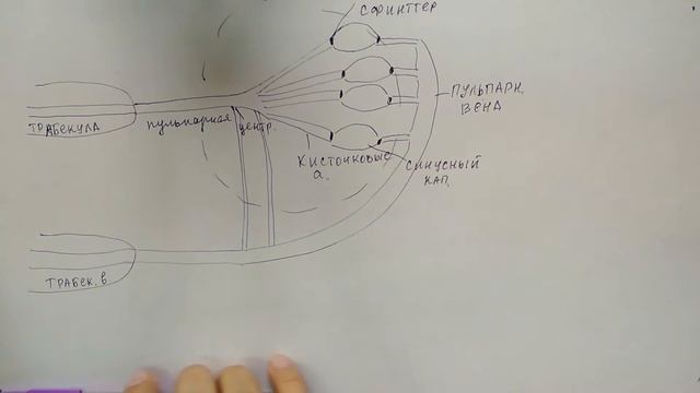 Кровоснабжение селезенки смотреть онлайн