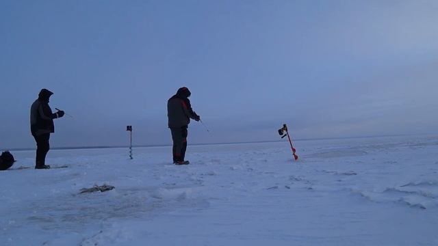 Ловля Берша на " Горе-море" по Первому льду!
