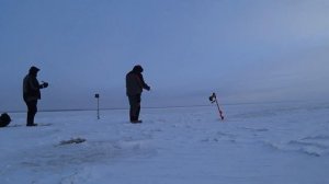 Ловля Берша на " Горе-море" по Первому льду!