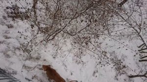 ЛЬВЫ В ПРИМОРСКОЙ ТАЙГЕ