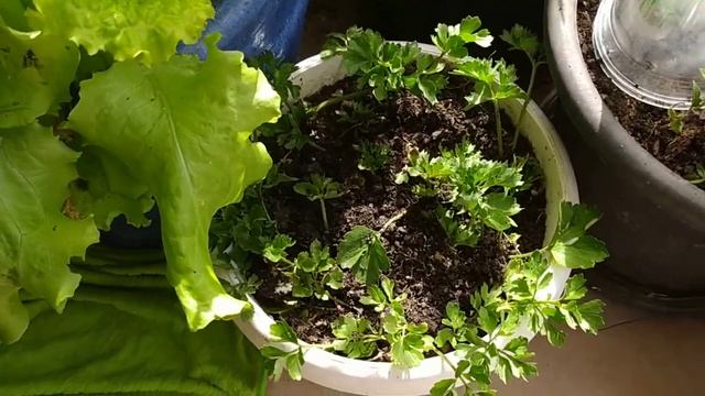 Пикировка чернобывцев и каланхоэ,весенние хлопоты.#чернобрывцы_каланхоэ_пикировка_весенниедни???☘️? смотреть онлайн