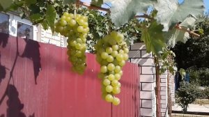 Виноград. Сорт винограда Гечей Заматош. Венгрия.