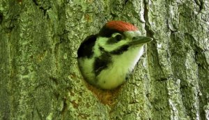Большой пёстрый дятел кормит своих птенцов  ( Dendrocopos major )