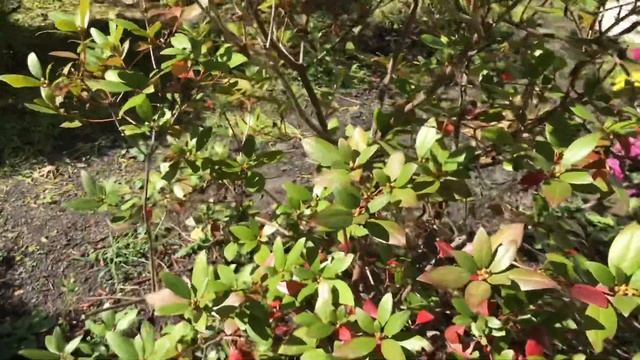 Уход за Азалией в саду осенью. смотреть онлайн