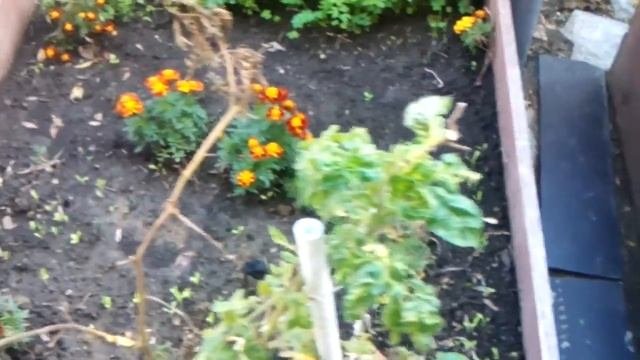 вешенки выращивание на пеньках супер мини огород