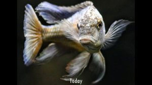 Top 10 Favorite Lake Malawi Haplochromis Cichlids