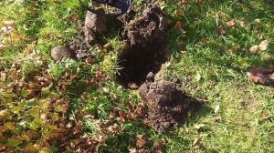 Поиск монет и кладов с топовым глубинным металлоискателем Rex Land Craft!